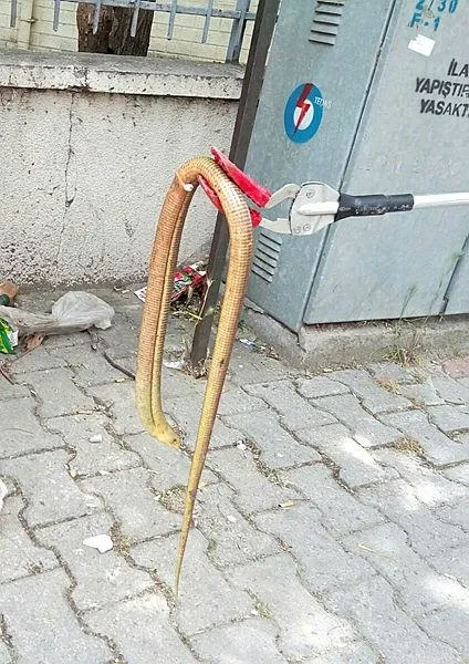 Balıkesir'de şehir merkezinde ‘oluklu kertenkele’ yakalandı-1