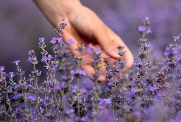 Lavanta kazanç kapısı