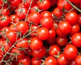 Kansere çeri kalkanı