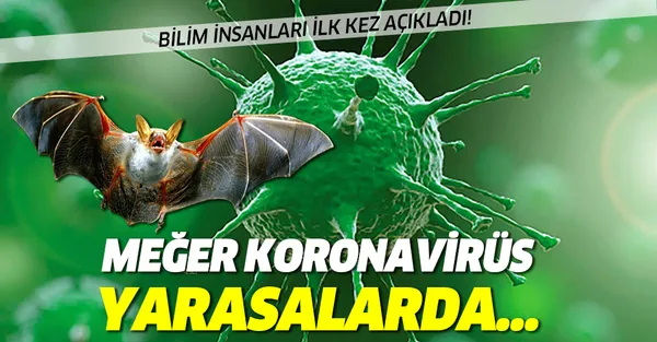 Bilim insanları ilk kez açıkladı! Meğer koronavirüs yarasalarda...-1