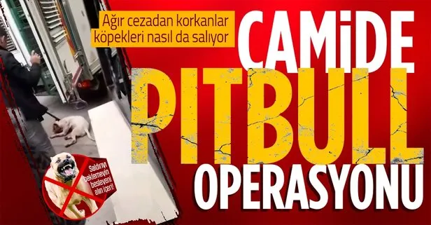 Başıboş pitbull köpeğine camide operasyon