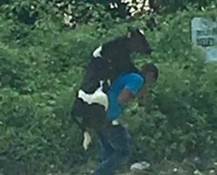 Düzcedeki selde yaralanan buzağıyı sırtında taşıdı