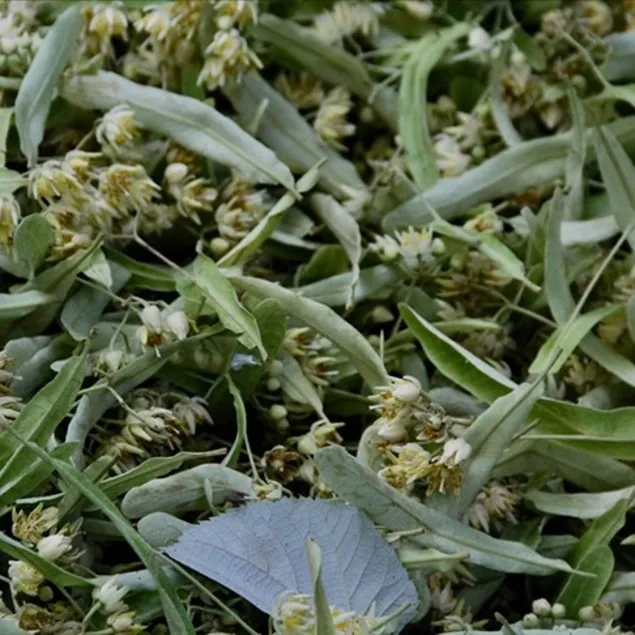 Dökülmeye ıhlamur