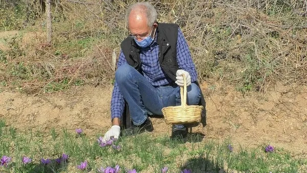Emeklilikten sonra dikti zengin oldu! Safran soğanının kilosu ne kadar?-1