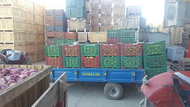 Başkan Erdoğan talimat vermişti! Isparta elması tanzimi başladı-2