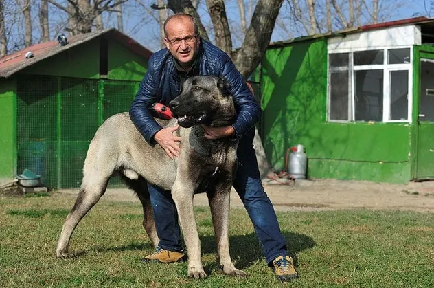 Bursa'da 125 bin TL'lik Kangal köpeği görenleri şaşırtıyor