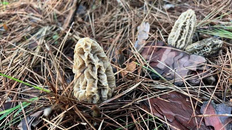 altin-degerinde-mantar-antalyada-kuzugobegi-2-bin-tlye-satiliyor-1774685484370.jpg Altın değerinde mantar: Antalya’da kuzugöbeği 2 bin TL’ye satılıyor-5