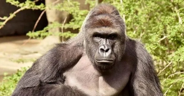 Rüyada goril görmek ne anlama gelir? Rüyada goril görmek neye işarettir