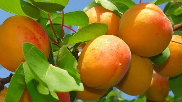 Karalahana yiyin ömrünüz uzasın! A, B, C, D ve E vitaminleri hastalıklarla savaşıyor-3