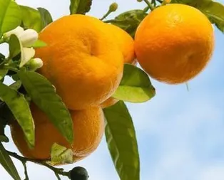 Seferihisar mandalinası’na tescil