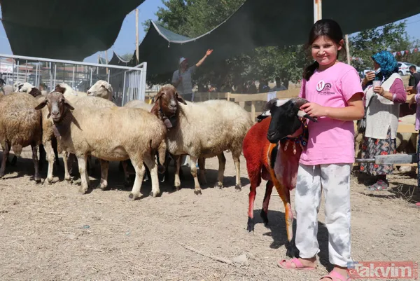 Denizli'de 8 asırlık gelenek! Koyunları Menderes Nehri'nden geçirdiler - 14