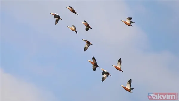 Yapay zeka kuşların evrimini geriye çekti! İlk uçuşun kökeni 60 milyon yıl öncesine ait - 9