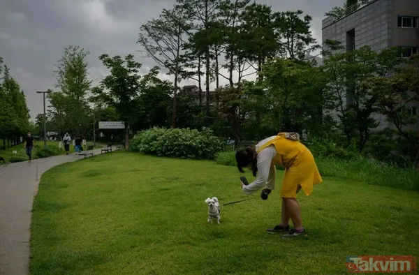 Güney Kore köpek eti yemeyi yasaklıyor! Her yıl 1 milyon adet katlediliyor - 9