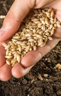 Türkiye'nin tohum ihracatı ve üretiminde rekor