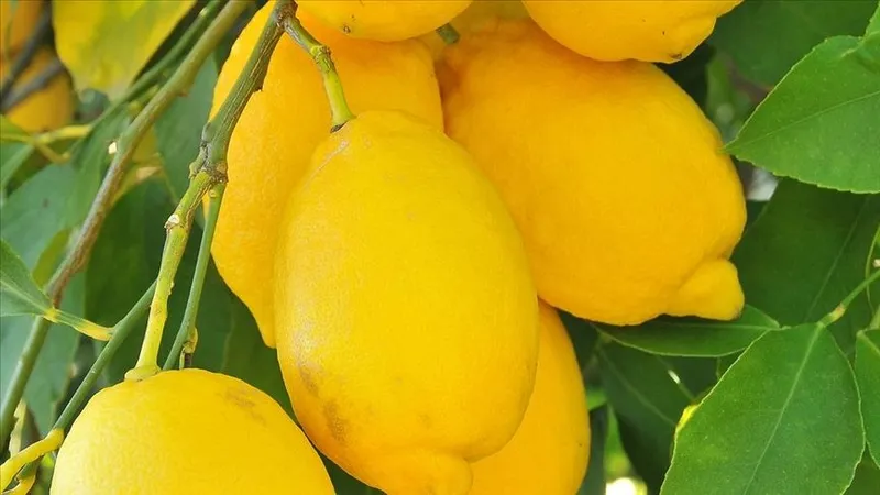 islak-mendile-2-damla-limon-sikin-ne-ise-yaradigini-ogrenince-hep-yapacaksiniz-1710167724870.jpg Ne işe yaradığını öğrenince hep yapacaksınız: Islak mendile 2 damla limon sıkın!-4