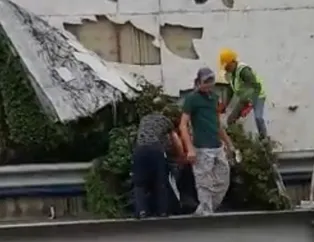 İmamoğlu yine dikey bahçe katliamında!