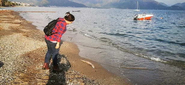 Muğla’nın Marmaris ilçesinde sahile vuran müren balığı vatandaşları şaşırttı-3