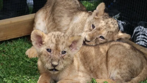 sudanli-mevkidasi-hediye-etmisti-baskan-erdoganin-aslani-dorduz-dogurdu-1685463608155.jpeg Sudanlı mevkidaşı hediye etmişti: Başkan Erdoğan’ın aslanı dördüz doğurdu!-4