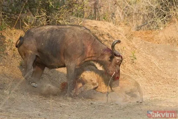 Aslan ve kaplanın (kavgası) karşılaşması hayrete düşürdü! - 45