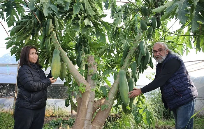 Yılın 12 ayı meyve veriyor, getirisi oldukça yüksek: Paraya para demiyor! Yurt dışına satıyor!-4