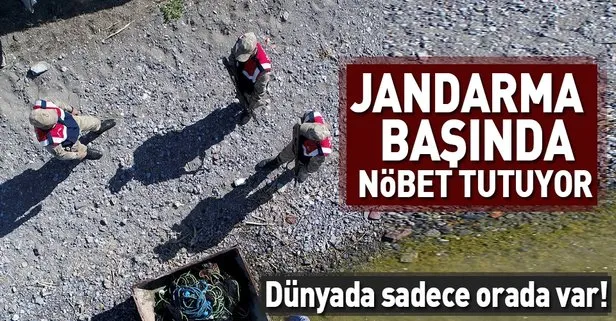 Jandarma inci kefali için nöbet tutuyor