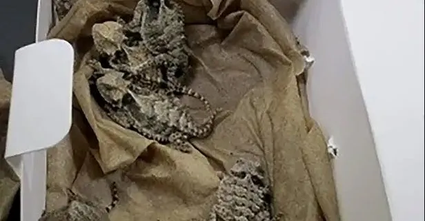 Kıyafetinin altından çıktı! Onlarca...
