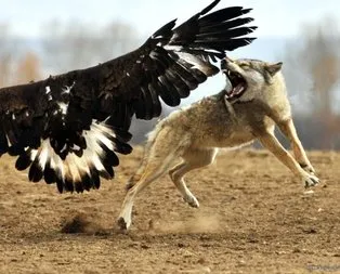 vahsi dogada kartalin kurt avi kan