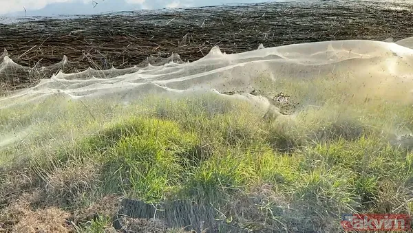 Koronavirüs fare istilasından sonra şimdi de örümcek istilası! Avustralya'da her yeri örümcek ağları kapladı - 17