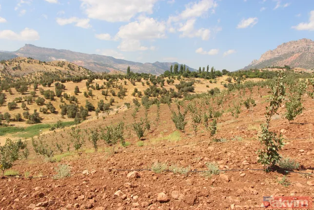 Bir dönem PKK'nın yuvalandığı Gabar ve Cudi dağlarında artık terörist değil fıstık yetişiyor