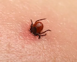 Sağlık Bakanlığından KKKA uyarısı