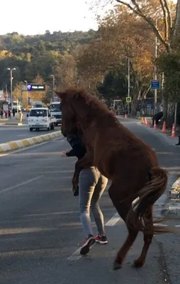 Muhabire saldıran at ortalıktan kayboldu