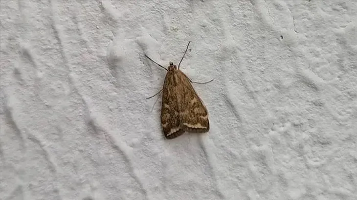 1-2-damla-damlatmak-yeterli-evdeki-guvelerin-kokunu-kaziyacak-dogal-yontem-1714072237650.jpeg Evdeki güvelerin kökünü kazıyacak doğal yöntem: 1-2 damla damlatmak yeterli!-5