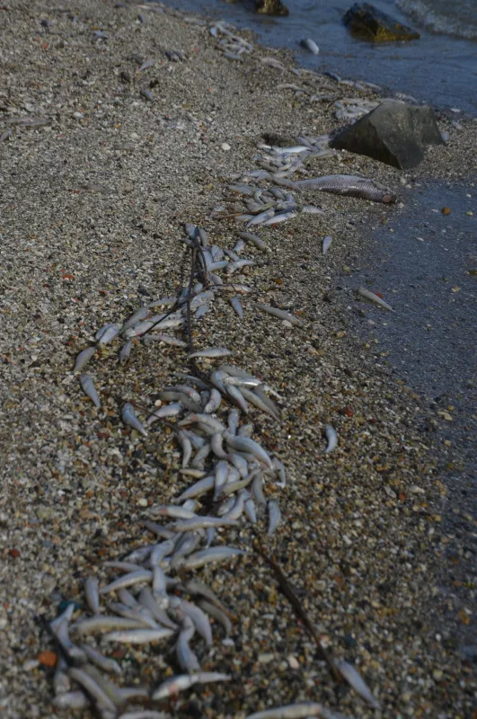 kanal-istanbulu-yaptirmam-diyen-ekrem-imamoglu-kucukcekmece-golune-bakmiyor-binlerce-olu-balik-sahile-vurdu-1625296742668.jpg Kanal İstanbul'u 'yaptırmam' diyen Ekrem İmamoğlu Küçükçekmece Gölü'ne bakmıyor! Binlerce ölü balık sahile vurdu-4