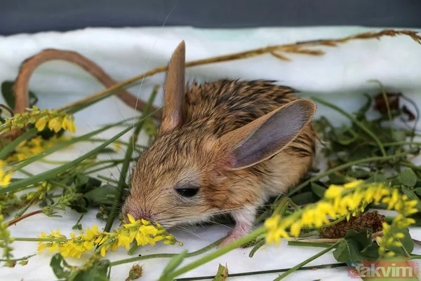 Nesli tükenme tehlikesi altında! Bitkin halde bulunan 5 yavru Arap tavşanı özel bakıma alındı - 9