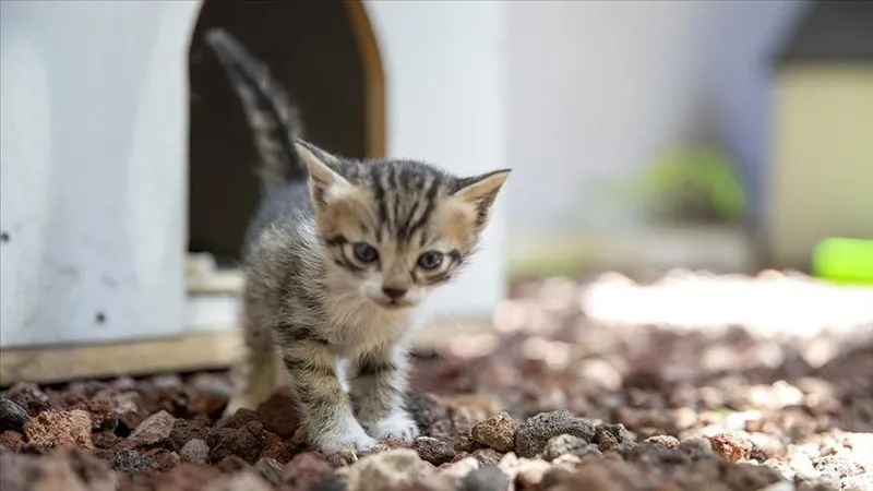 1715589047740.jpeg İş yerinden ölü kediler çıkmıştı! O cani için karar verildi-5