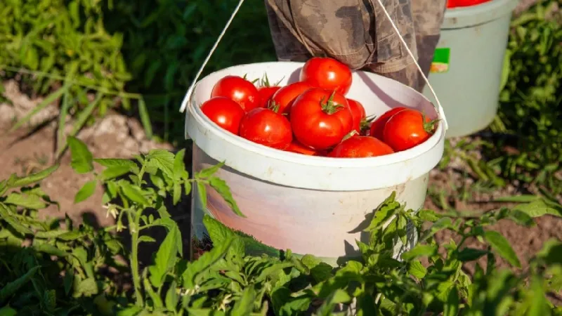 domates-tarlada-ciftciler-eylemde-market-fiyatlari-isyan-ettirdi-bakan-simsek-degerlendirdi-1723527542285.jpeg Domates tarlada çiftçiler eylemde! Market fiyatları isyan ettirdi! Bakan Şimşek değerlendirdi: Çok aracı var-5