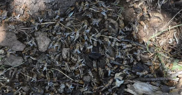 Koronavirüs kuraklık derken şimdi de çekirge istilası! Bitlis Mutki'de üretim alanları ilaçlandı