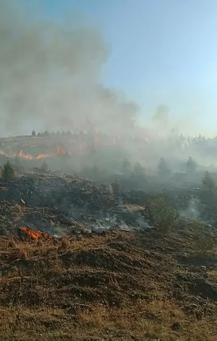 Gaziantep'te ormanlık alanda yangın!