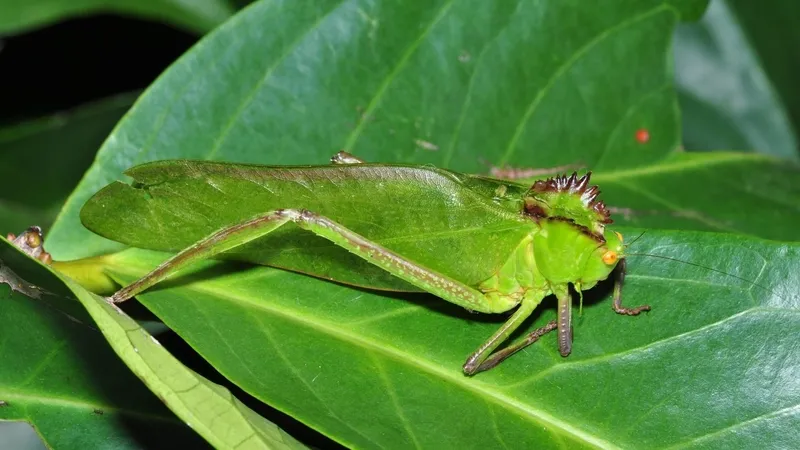 renk-degistirerek-hayatta-kaliyor-kamuflaj-ustasi-bocek-11-gunde-degisiyor-1775044231403.jpg Renk değiştirerek hayatta kalıyor: Kamuflaj ustası böcek 11 günde değişiyor-2