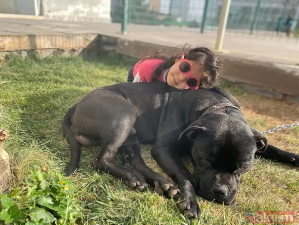 Köpek saldırısından nasıl korunabiliriz? Asiye'ye saldıran pitbull köpekleri gündem olmuştu! Bunları kesinlikle yapmayın - 9