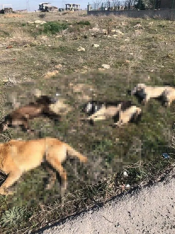 Ankara'da yine vahşet! Boş arazide 7 köpek ölüsü bulundu-3