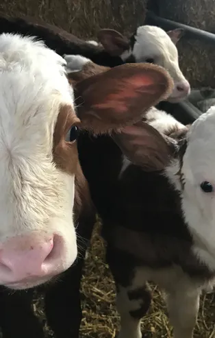 Kurbanlık fiyatları kaç TL? BİM, A101, Migros, Carrefoursa kurbanlık fiyatları belli oldu mu?