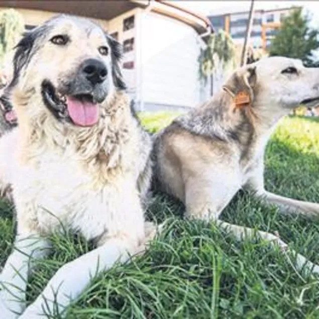 Avrupa 52 yıl önce halletti