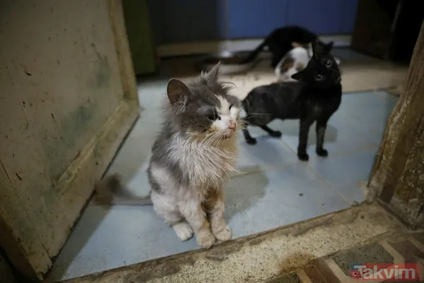 Büyükada'da salgın! 4 ayda 700 kedi Feline Enfeksiyoz Peritonit (FIP) hastalığından öldü! Hayvanseverler CHP'li belediyeyi kayıt tutmadığı için suçladı - 41