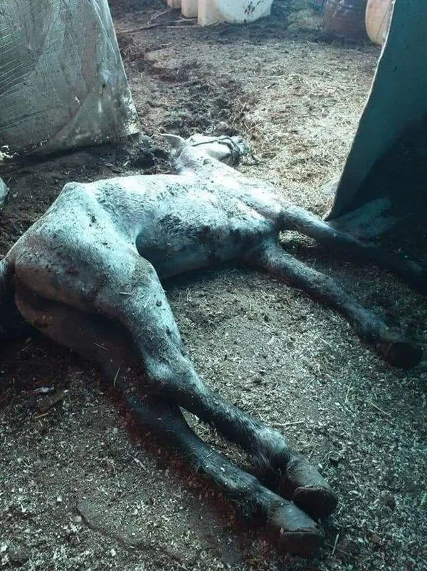 at-skandali-buyuyor-dsp-adalar-ilce-baskani-nail-murat-pekin-acikladi-ibb-bakim-ve-sahiplendirme-islerini-yapmadi-1620664620680.jpeg At skandalı büyüyor! DSP'li Nail Murat Pekin açıkladı: İBB’nin işini CHP Adalar İlçe Başkanı Ali Ercan Akpolat yaptı-3