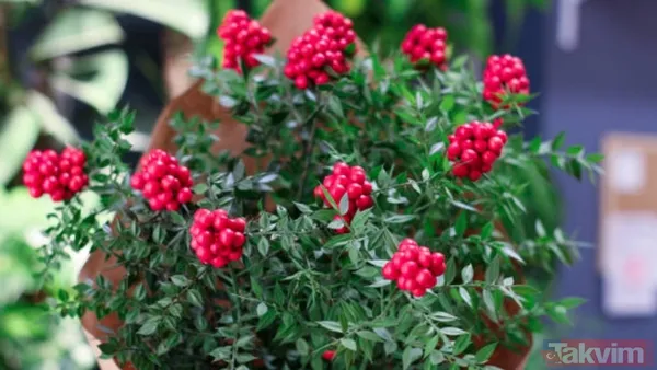 Kokina buketi suya konulur mu, nasıl saklanır? Bu püf noktayla evde ilk günkü gibi kalıyor - 7