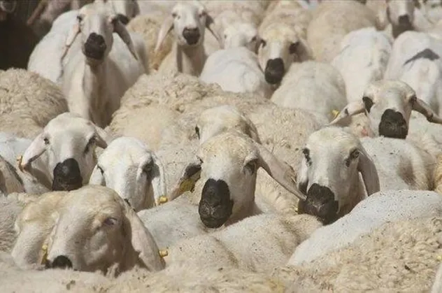 Kurban keserken nelere dikkat edilmelidir? Kurban ne zaman, hangi gün kesilir? Bayramın 4. gün kesilir mi?
