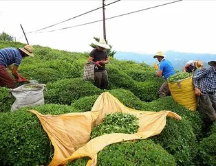 Çay ihracatından 10 milyon dolara yakın gelir