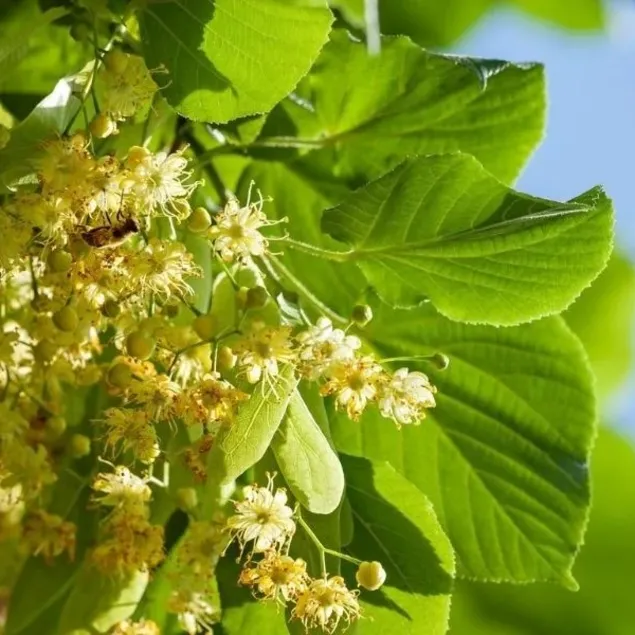 Gribe karşı ıhlamur