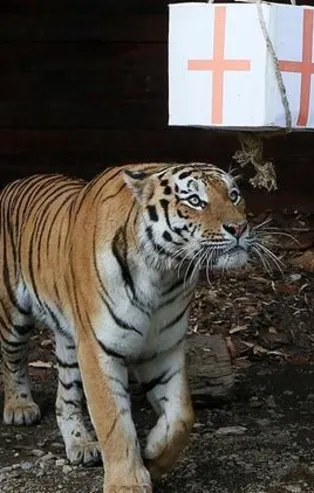 Sibirya kaplanı Bartek finalisti belirledi!